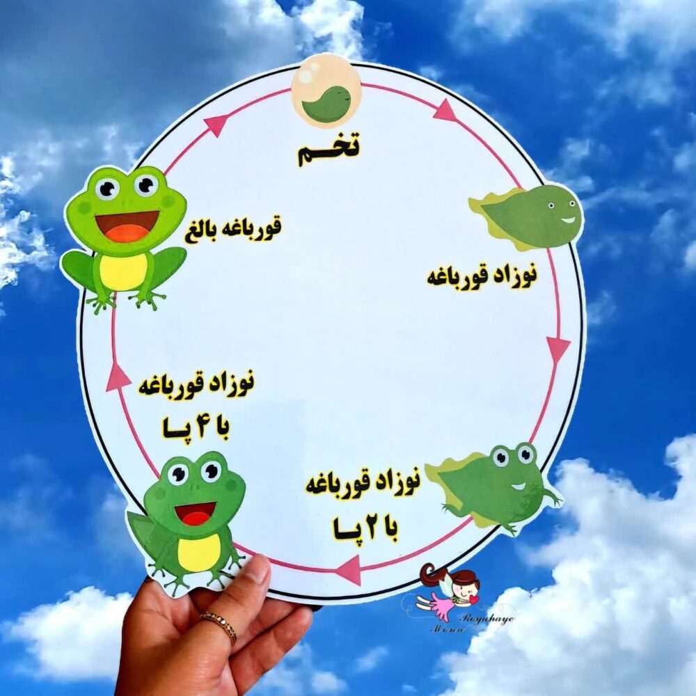 چرخه رشد قورباغه